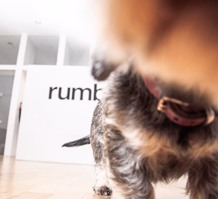 Ein Hund in Nahaufnahme